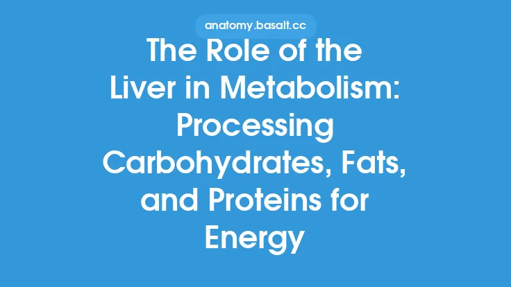 The Role of the Liver in Metabolism: Processing Carbohydrates, Fats, and Proteins for Energy Thumbnail