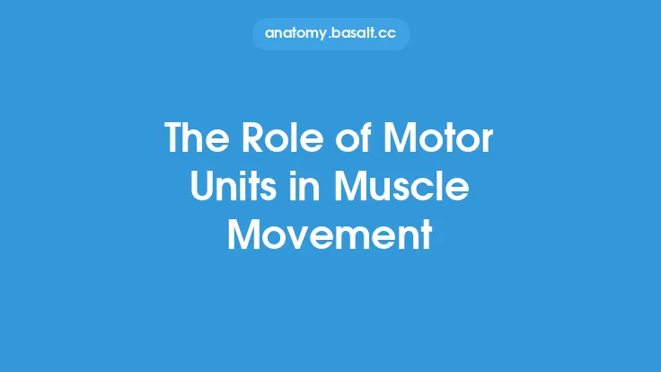 The Role of Motor Units in Muscle Movement Thumbnail