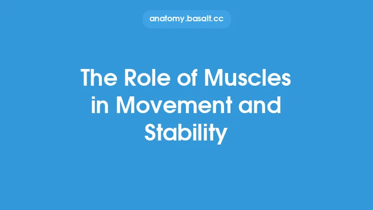 The Role of Muscles in Movement and Stability Thumbnail