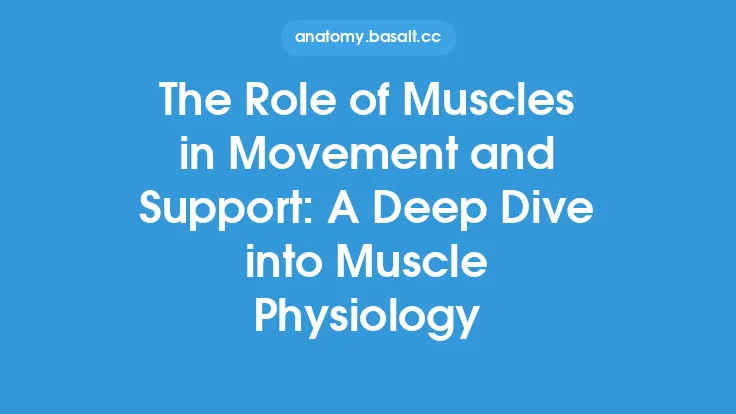 The Role of Muscles in Movement and Support: A Deep Dive into Muscle Physiology Thumbnail