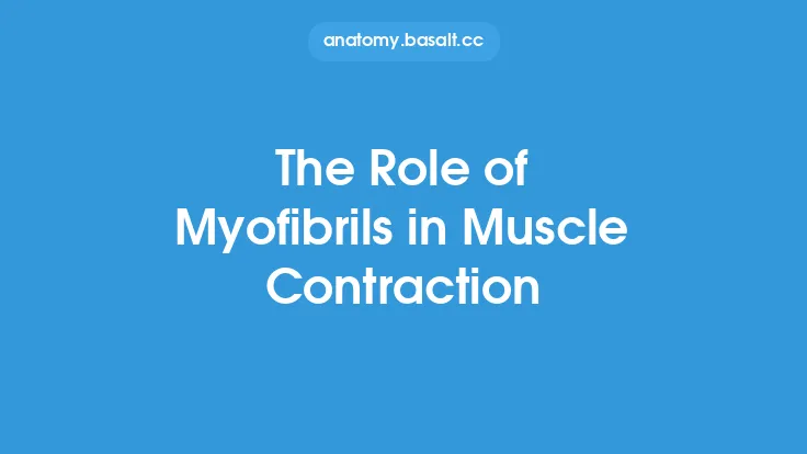 The Role of Myofibrils in Muscle Contraction Thumbnail