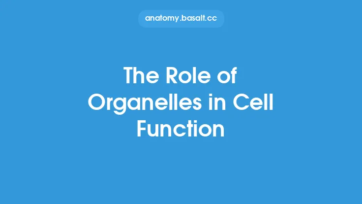 The Role of Organelles in Cell Function Thumbnail