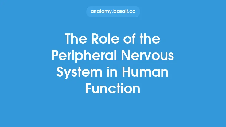 The Role of the Peripheral Nervous System in Human Function Thumbnail