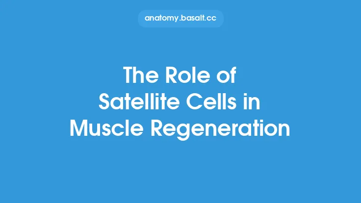 The Role of Satellite Cells in Muscle Regeneration Thumbnail