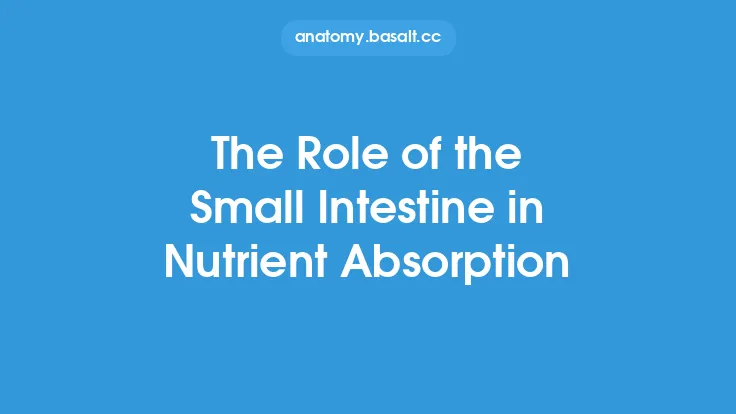 The Role of the Small Intestine in Nutrient Absorption Thumbnail