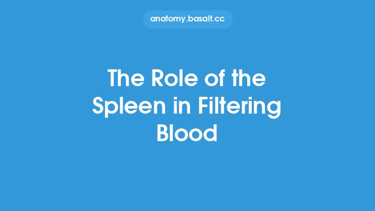 The Role of the Spleen in Filtering Blood Thumbnail