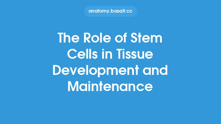 The Role of Stem Cells in Tissue Development and Maintenance Thumbnail