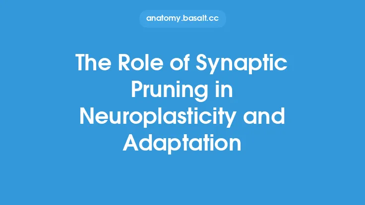 The Role of Synaptic Pruning in Neuroplasticity and Adaptation Thumbnail