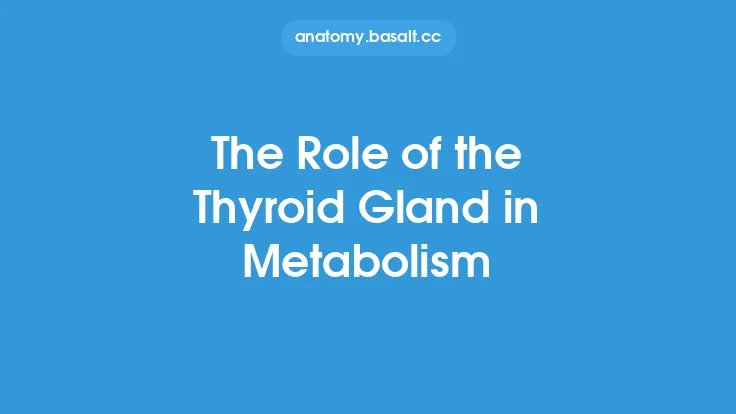 The Role of the Thyroid Gland in Metabolism Thumbnail