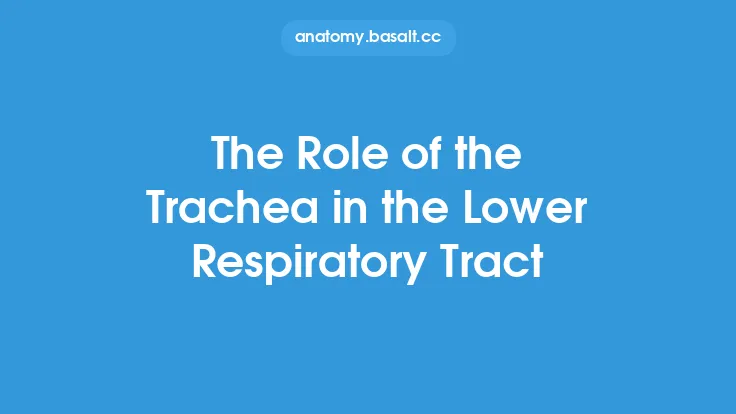 The Role of the Trachea in the Lower Respiratory Tract Thumbnail