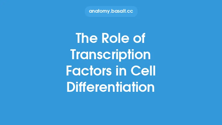 The Role of Transcription Factors in Cell Differentiation Thumbnail