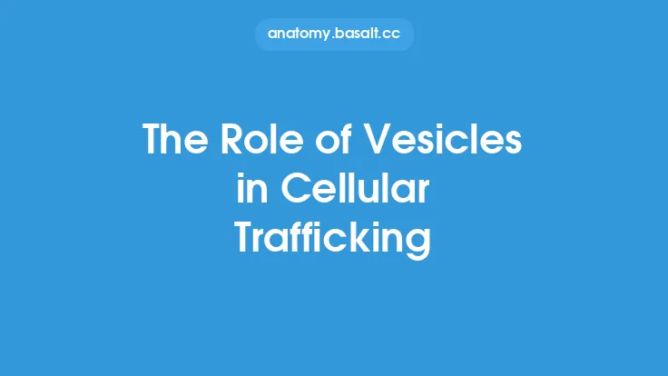The Role of Vesicles in Cellular Trafficking Thumbnail
