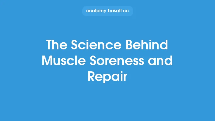 The Science Behind Muscle Soreness and Repair Thumbnail
