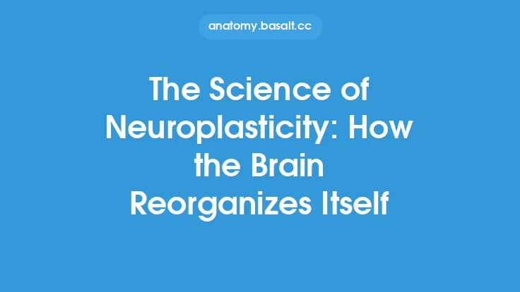 The Science of Neuroplasticity: How the Brain Reorganizes Itself Thumbnail
