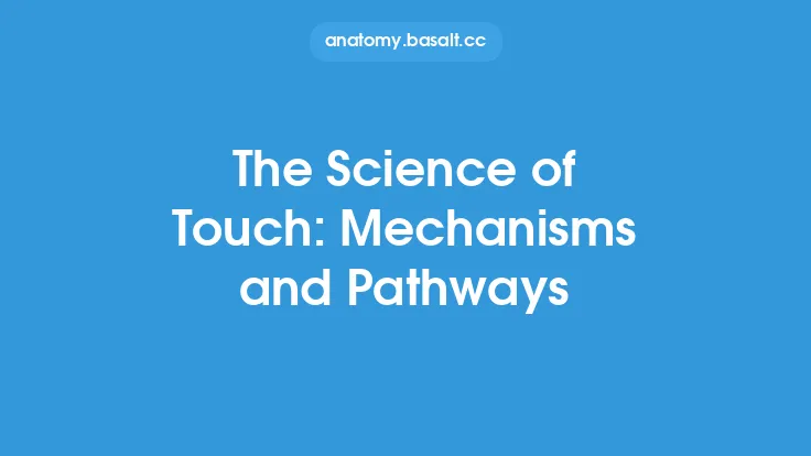The Science of Touch: Mechanisms and Pathways Thumbnail