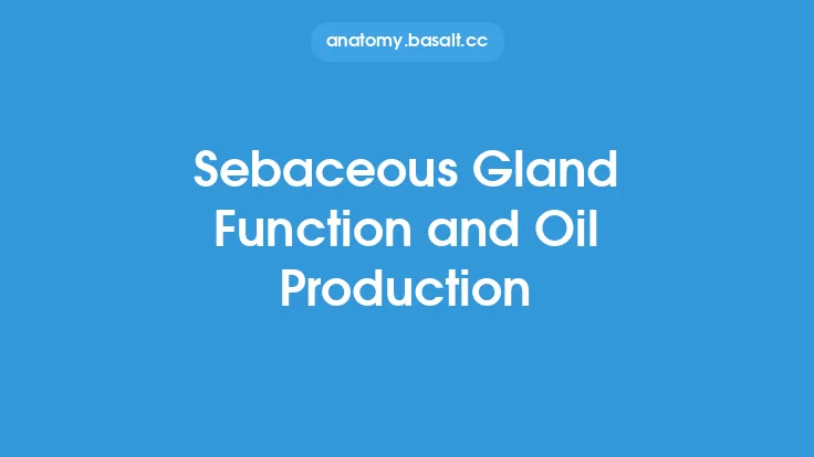 Sebaceous Gland Function and Oil Production Thumbnail