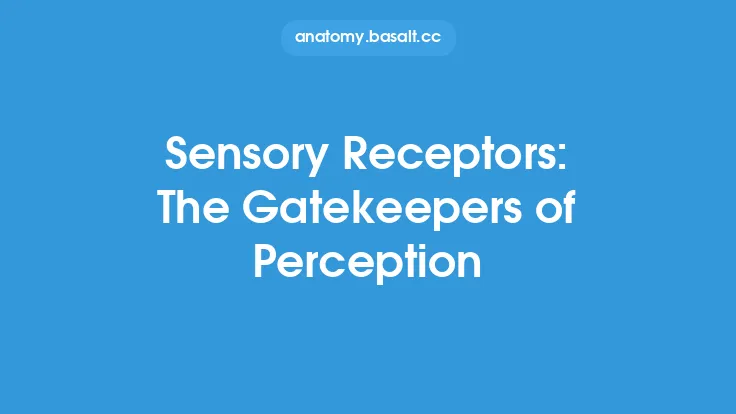 Sensory Receptors: The Gatekeepers of Perception Thumbnail