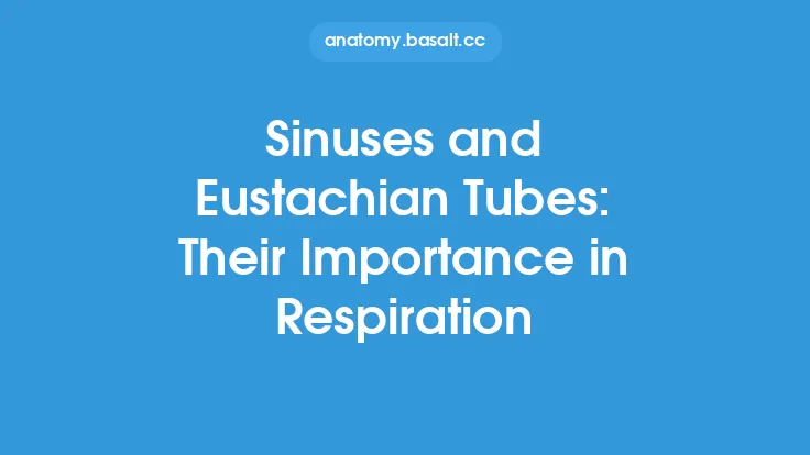 Sinuses and Eustachian Tubes: Their Importance in Respiration Thumbnail