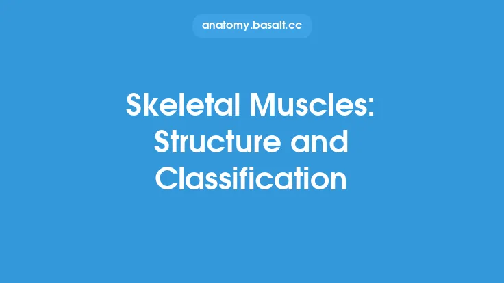 Skeletal Muscles: Structure and Classification Thumbnail