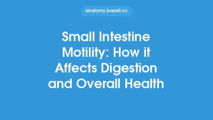 Small Intestine Motility: How it Affects Digestion and Overall Health Thumbnail