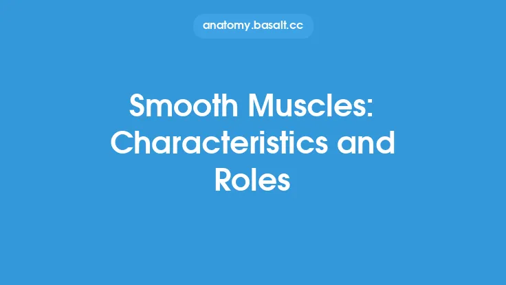 Smooth Muscles: Characteristics and Roles Thumbnail