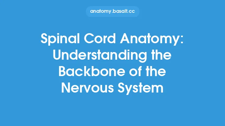 Spinal Cord Anatomy: Understanding the Backbone of the Nervous System Thumbnail
