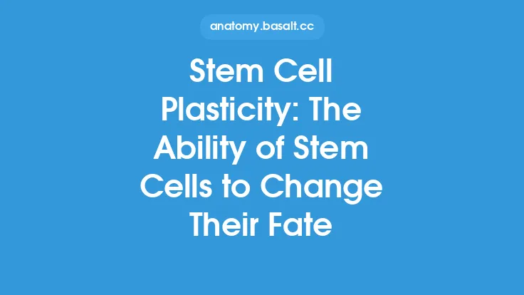 Stem Cell Plasticity: The Ability of Stem Cells to Change Their Fate Thumbnail
