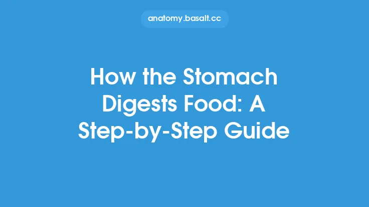 How the Stomach Digests Food: A Step-by-Step Guide Thumbnail