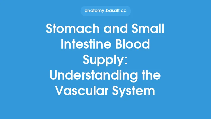 Stomach and Small Intestine Blood Supply: Understanding the Vascular System Thumbnail