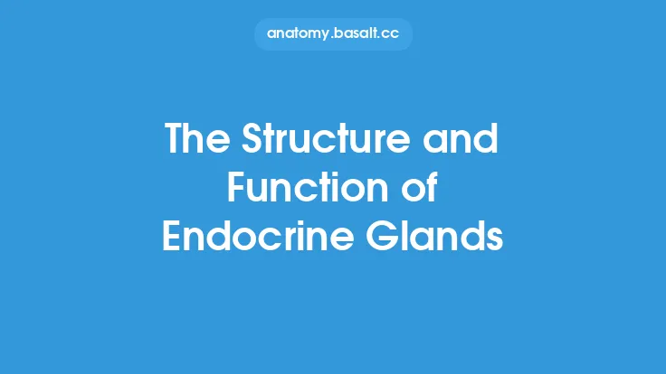 The Structure and Function of Endocrine Glands Thumbnail