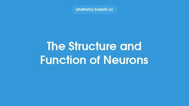 The Structure and Function of Neurons Thumbnail