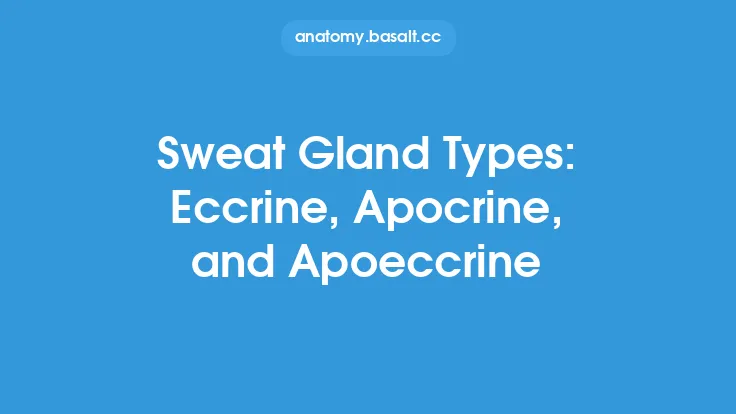 Sweat Gland Types: Eccrine, Apocrine, and Apoeccrine Thumbnail