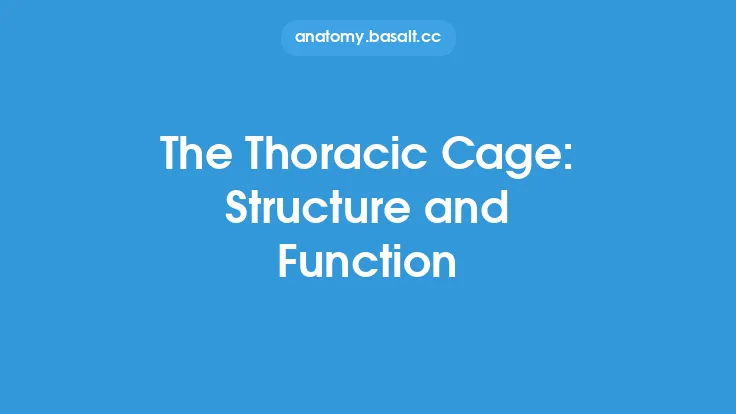 The Thoracic Cage: Structure and Function Thumbnail