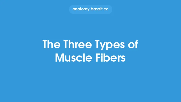 The Three Types of Muscle Fibers Thumbnail