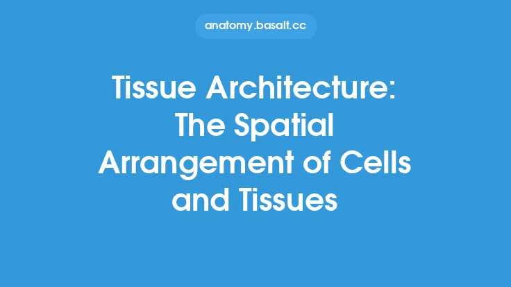 Tissue Architecture: The Spatial Arrangement of Cells and Tissues Thumbnail