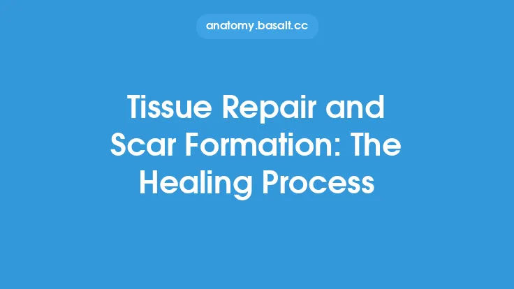 Tissue Repair and Scar Formation: The Healing Process Thumbnail