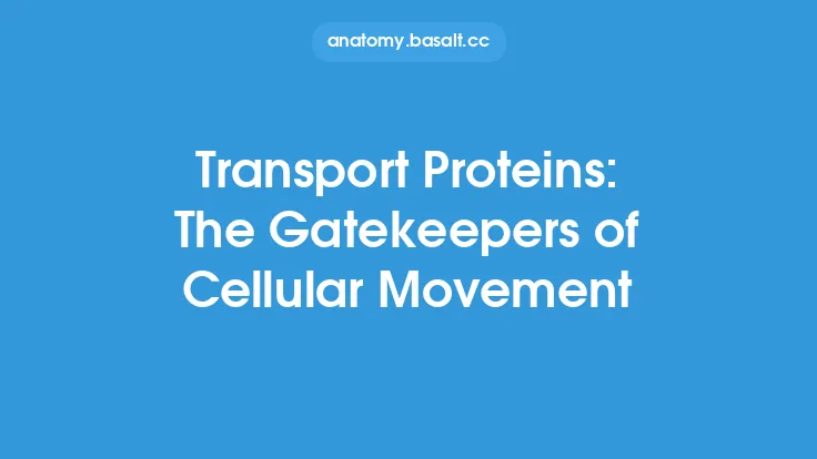 Transport Proteins: The Gatekeepers of Cellular Movement Thumbnail