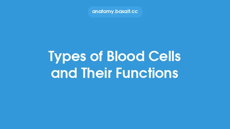 Types of Blood Cells and Their Functions Thumbnail