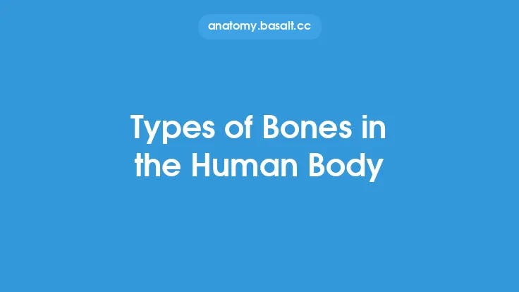 Types of Bones in the Human Body Thumbnail