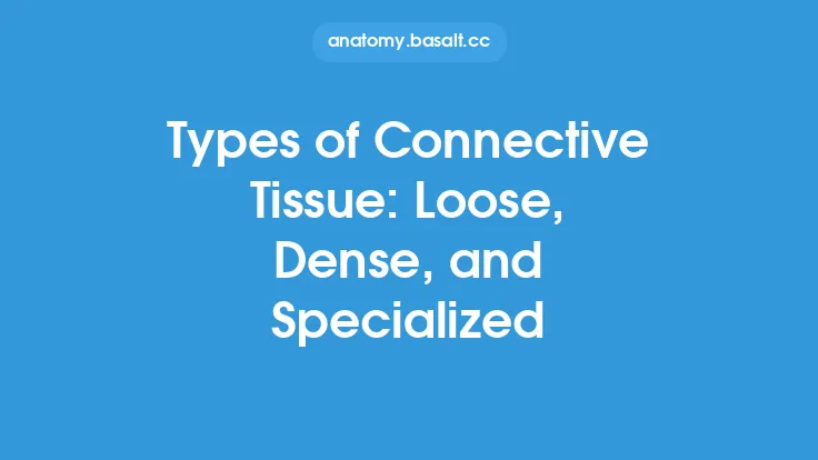 Types of Connective Tissue: Loose, Dense, and Specialized Thumbnail