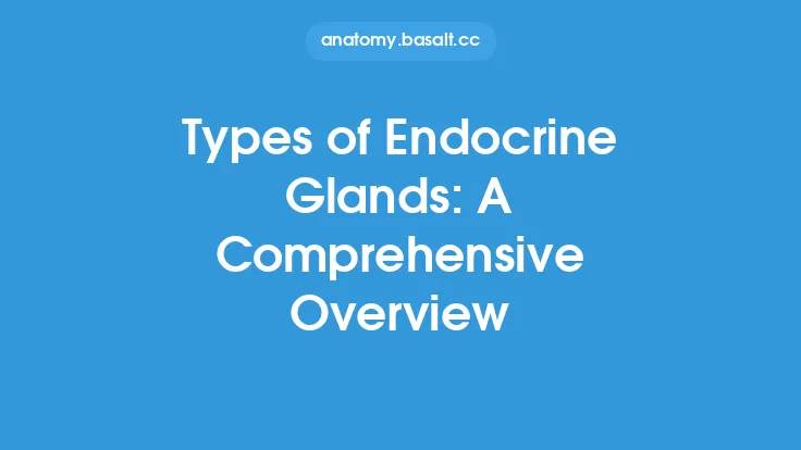Types of Endocrine Glands: A Comprehensive Overview Thumbnail