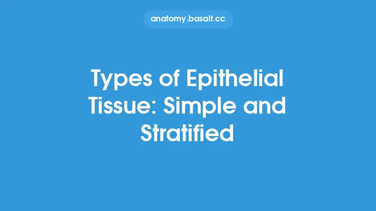 Types of Epithelial Tissue: Simple and Stratified Thumbnail