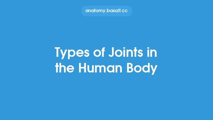 Types of Joints in the Human Body Thumbnail