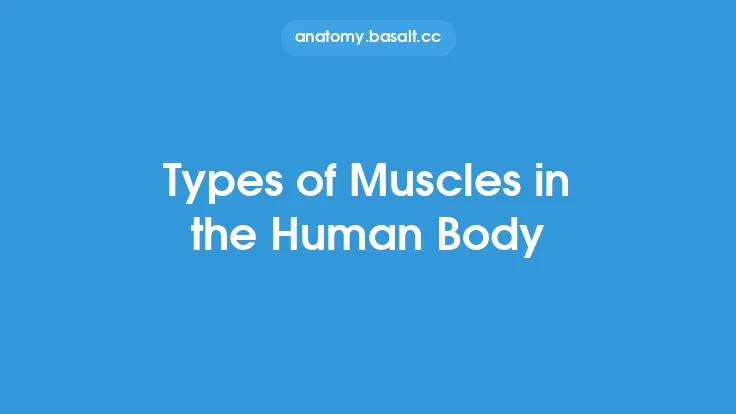 Types of Muscles in the Human Body Thumbnail