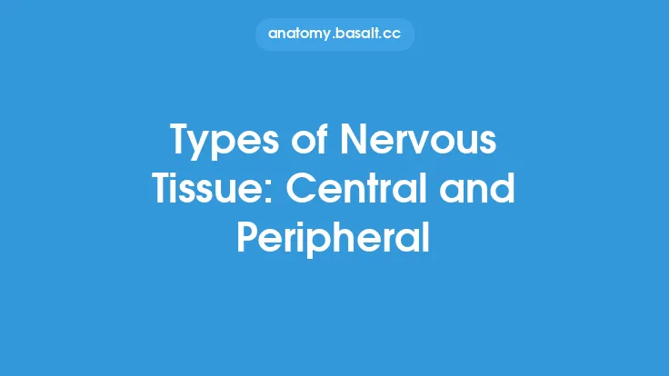 Types of Nervous Tissue: Central and Peripheral Thumbnail