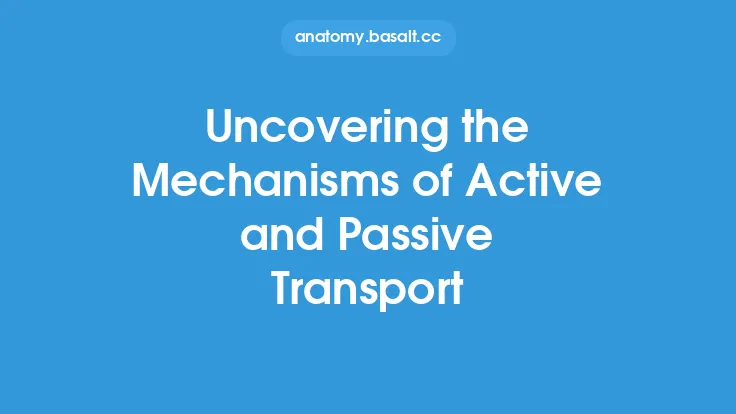 Uncovering the Mechanisms of Active and Passive Transport Thumbnail
