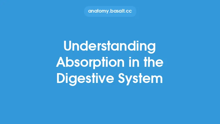 Understanding Absorption in the Digestive System Thumbnail