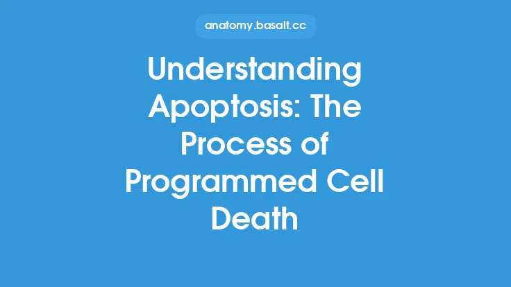 Understanding Apoptosis: The Process of Programmed Cell Death Thumbnail