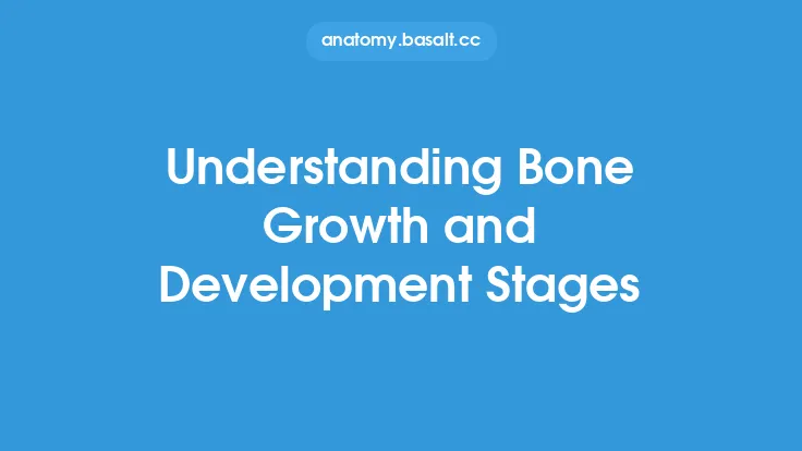 Understanding Bone Growth and Development Stages Thumbnail