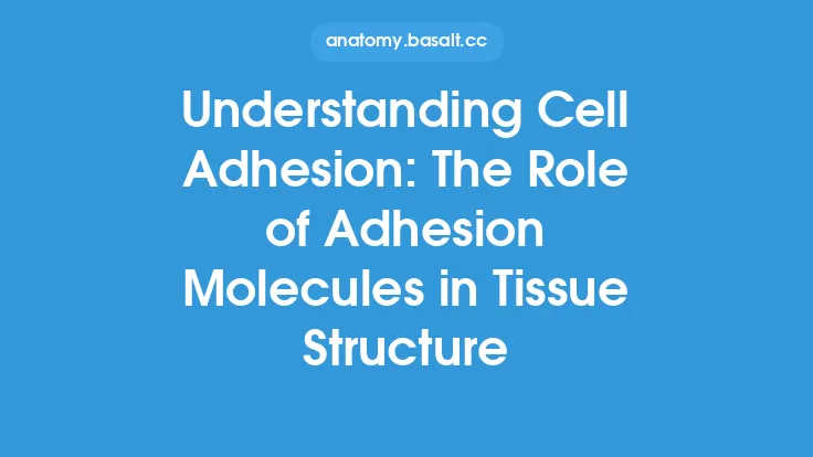 Understanding Cell Adhesion: The Role of Adhesion Molecules in Tissue Structure Thumbnail